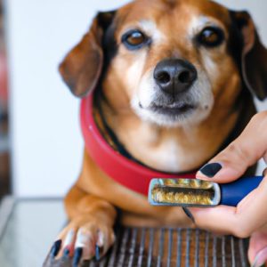 How To Use Dog Nail Grinder
